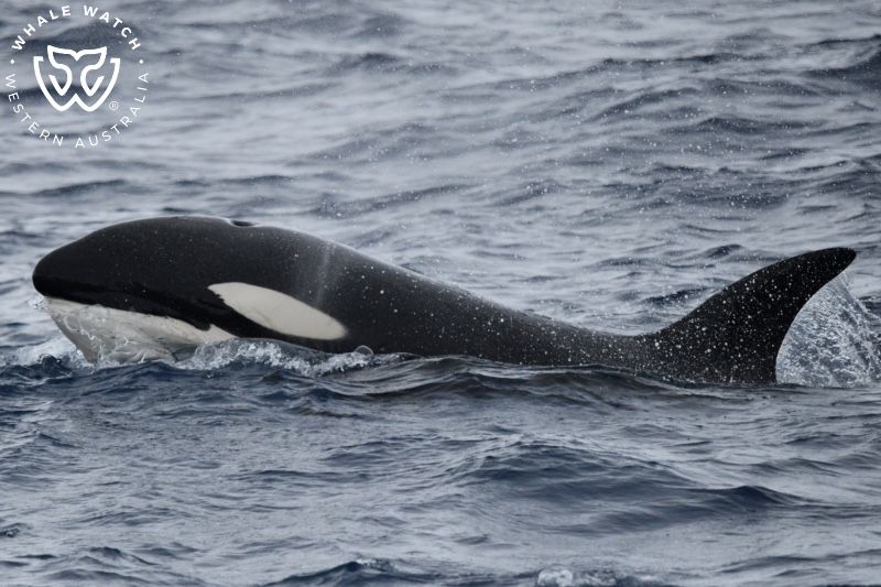 Whale Watch Western Australia