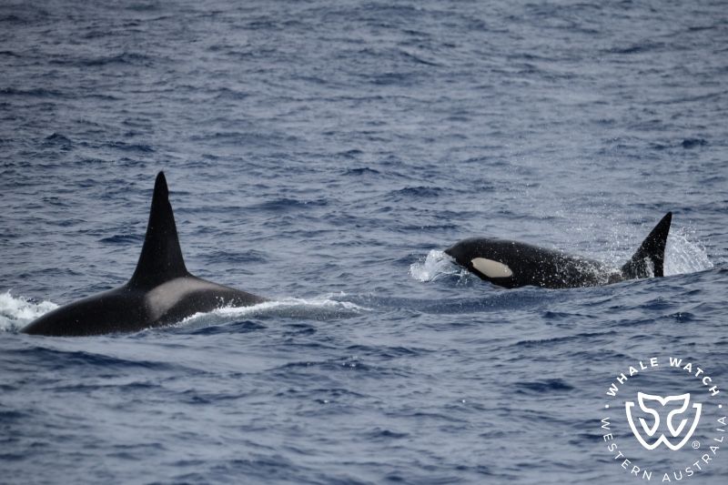 Whale Watch Western Australia