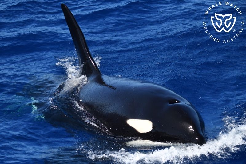 Whale Watch Western Australia