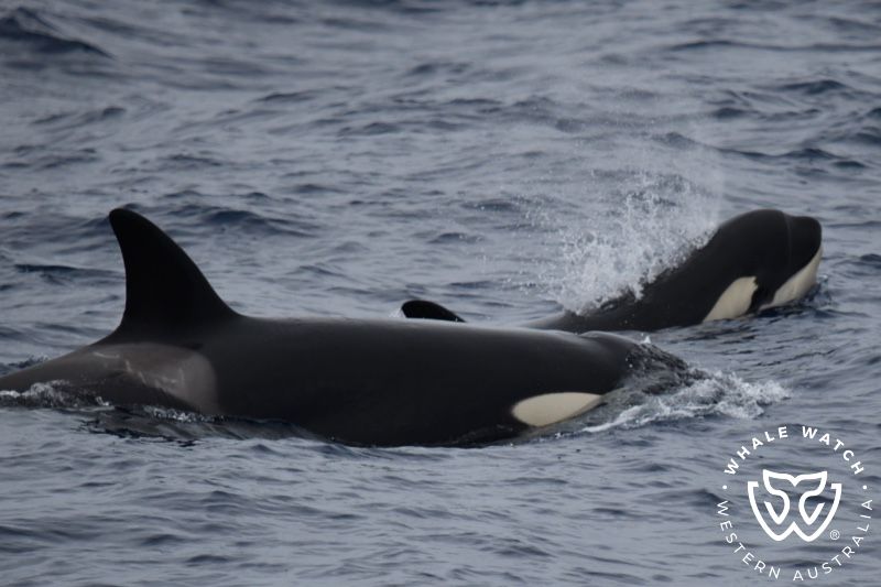 Whale Watch Western Australia