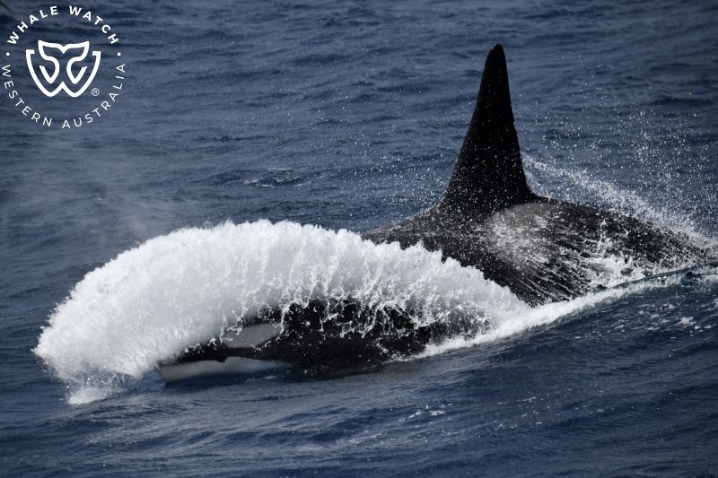 Whale Watch Western Australia