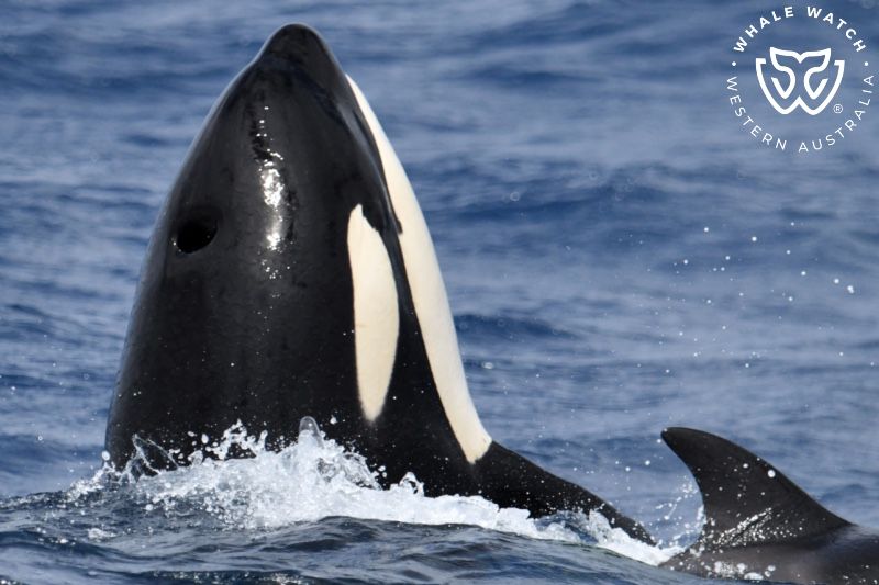 Whale Watch Western Australia