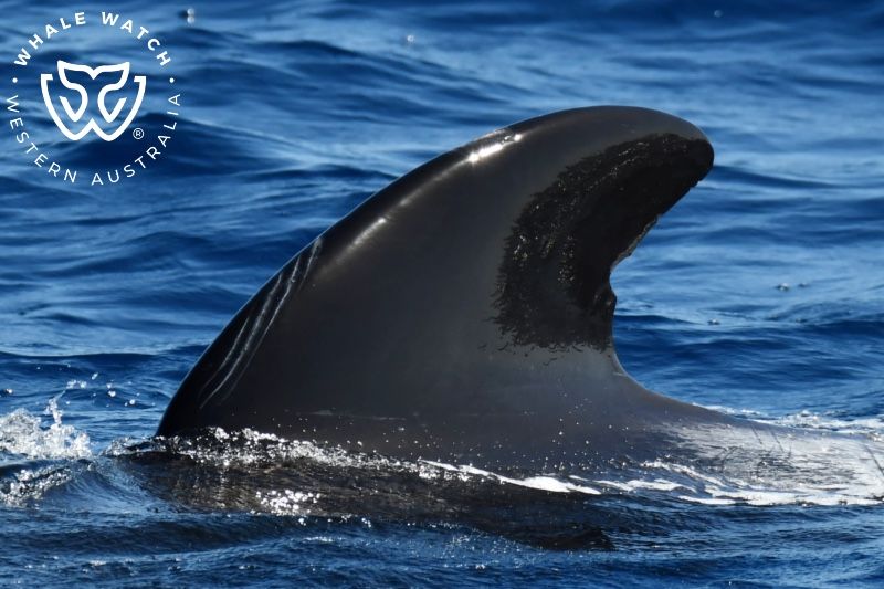 Whale Watch Western Australia