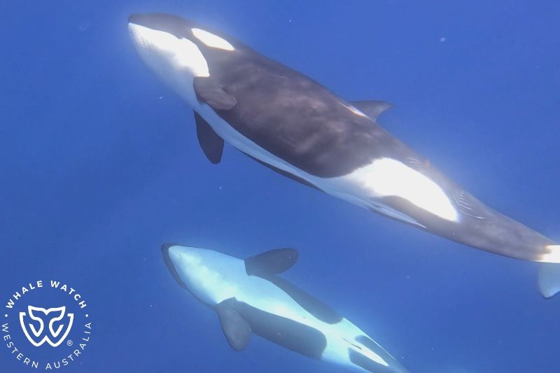 Whale Watch Western Australia