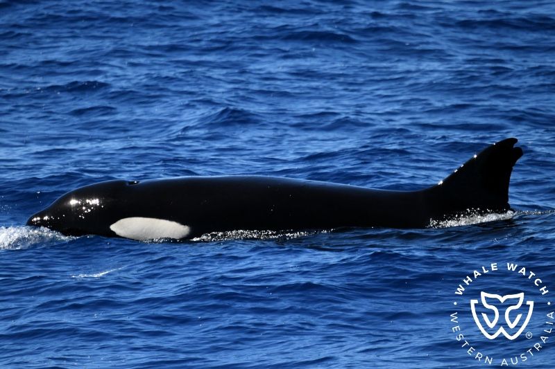 Whale Watch Western Australia