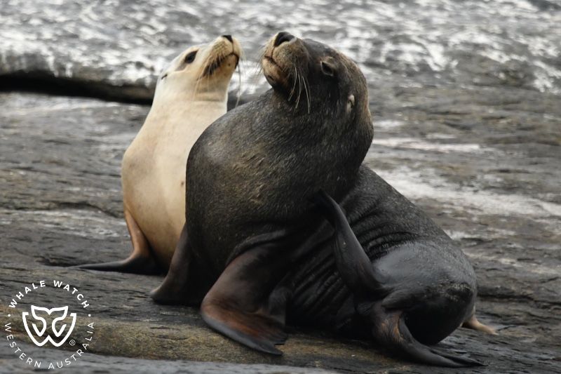 Whale Watch Western Australia