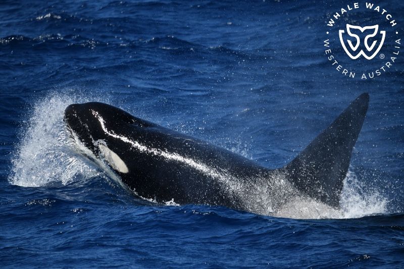 Whale Watch Western Australia