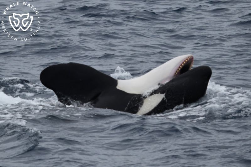 Whale Watch Western Australia