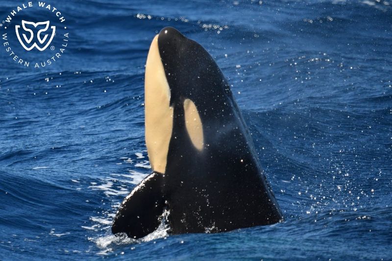 Whale Watch Western Australia