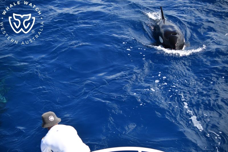 Whale Watch Western Australia