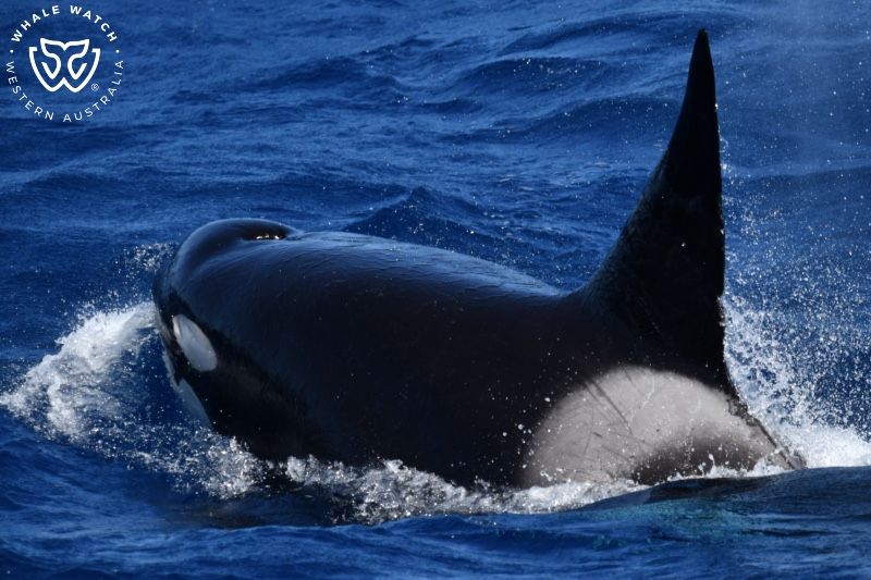 Whale Watch Western Australia
