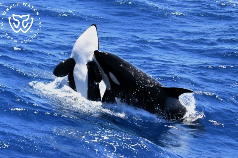 Whale Watch Western Australia