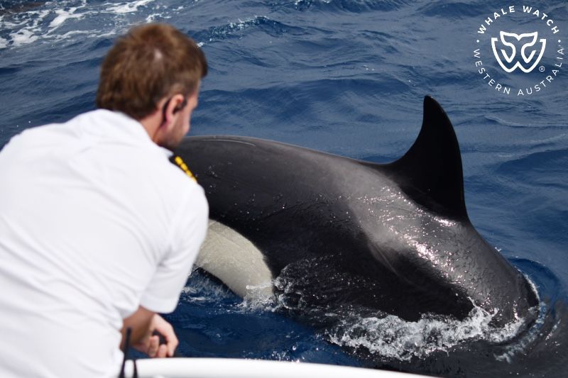 Whale Watch Western Australia