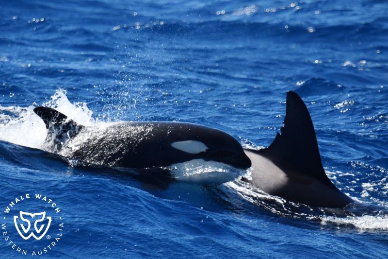 Whale Watch Western Australia