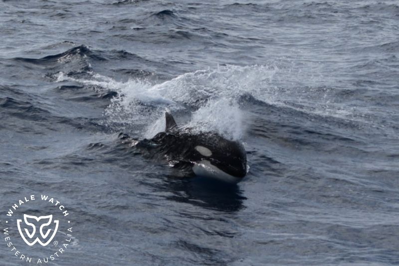 Whale Watch Western Australia