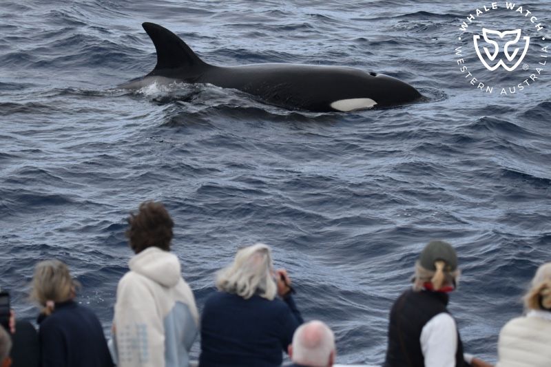 Whale Watch Western Australia