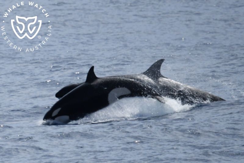 Whale Watch Western Australia