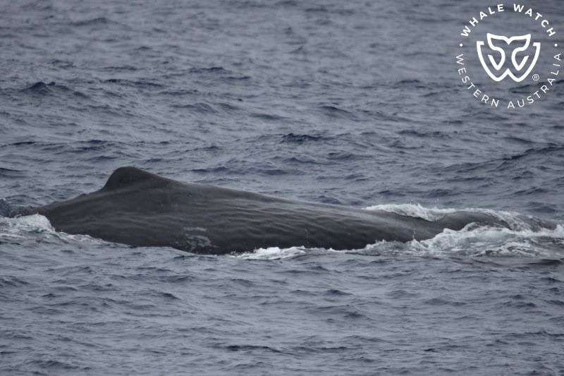 Whale Watch Western Australia
