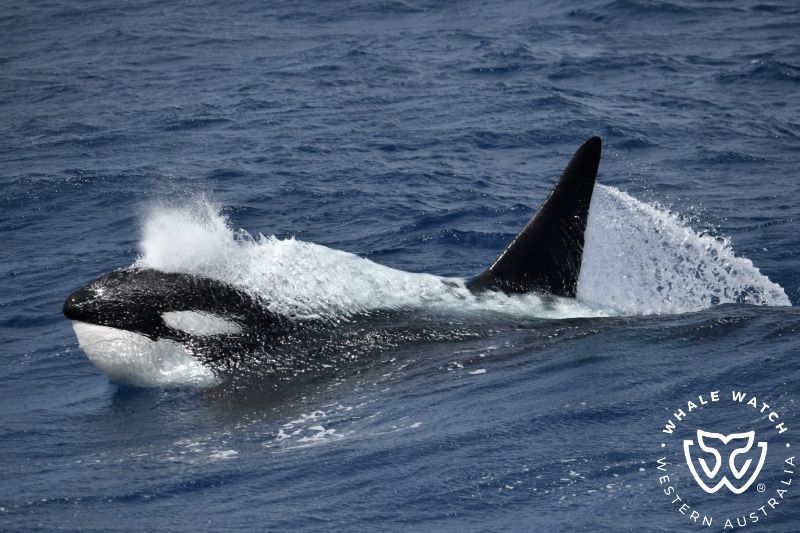 Whale Watch Western Australia