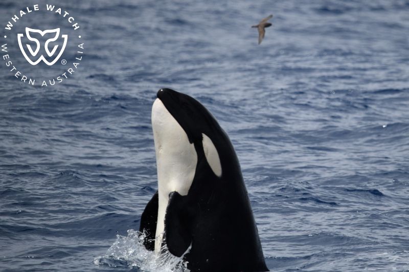 Whale Watch Western Australia