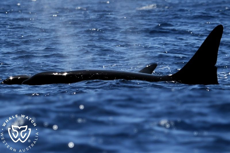 Whale Watch Western Australia