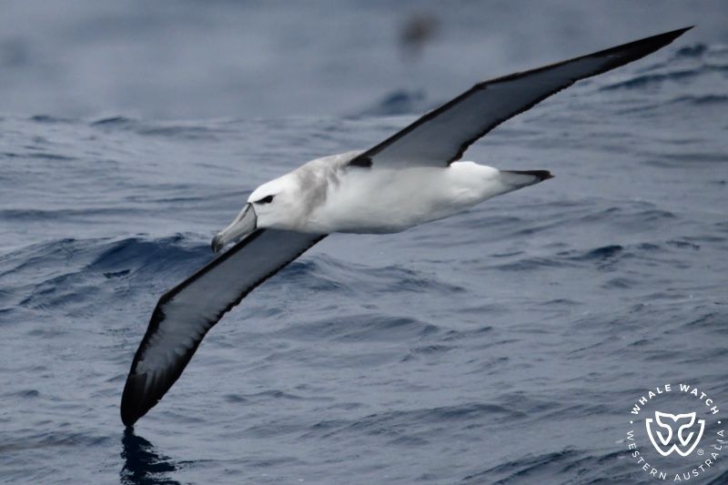 Whale Watch Western Australia