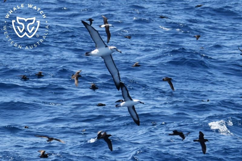 Whale Watch Western Australia