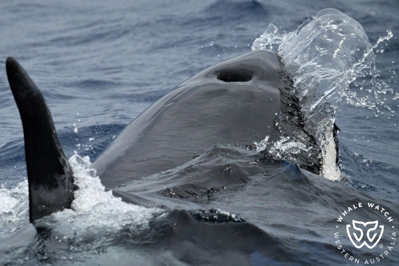 Whale Watch Western Australia