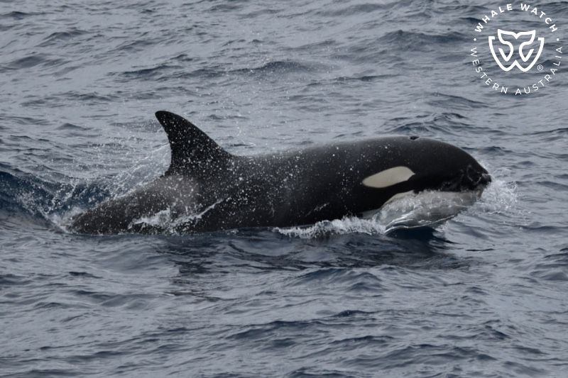 Whale Watch Western Australia
