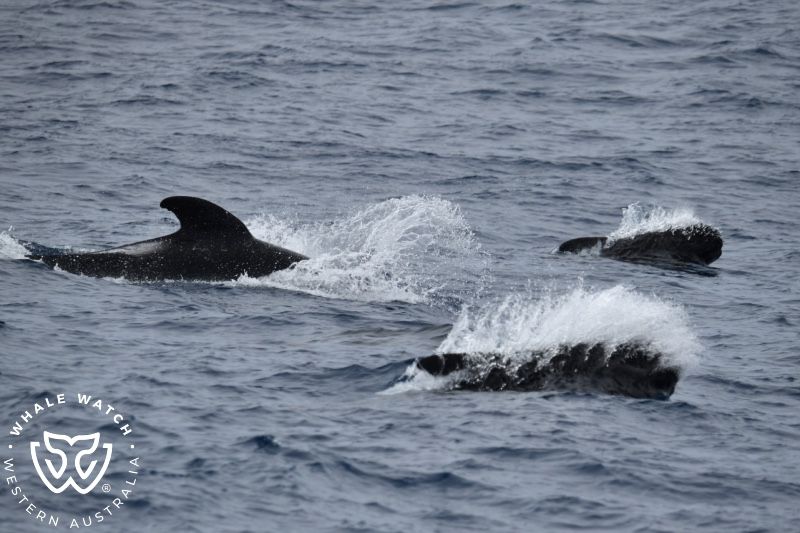 Whale Watch Western Australia