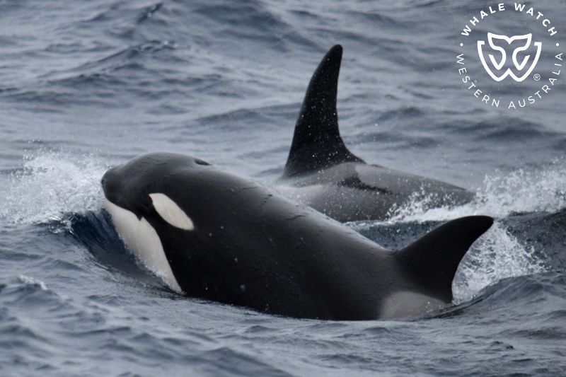 Whale Watch Western Australia