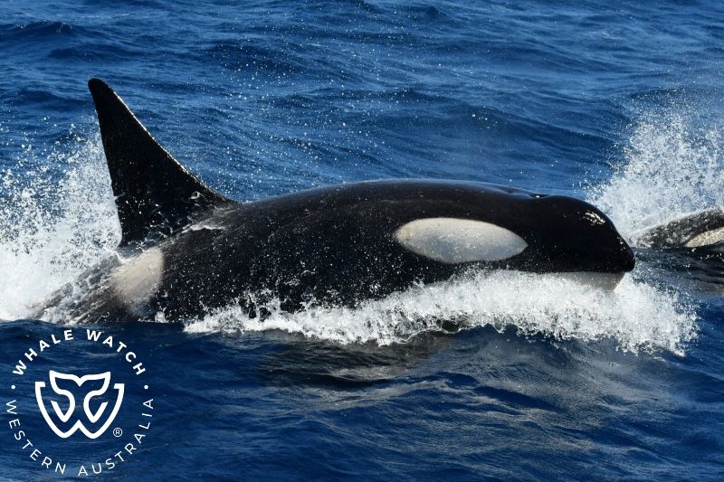 Whale Watch Western Australia
