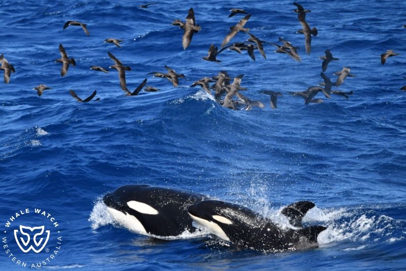 Whale Watch Western Australia