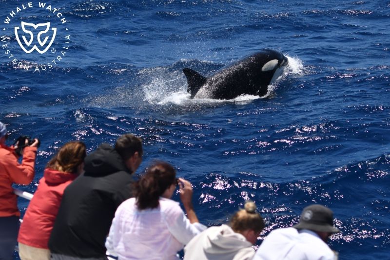 Whale Watch Western Australia