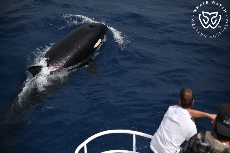 Whale Watch Western Australia