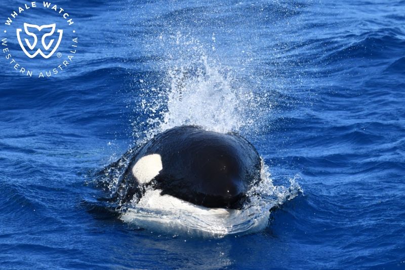 Whale Watch Western Australia