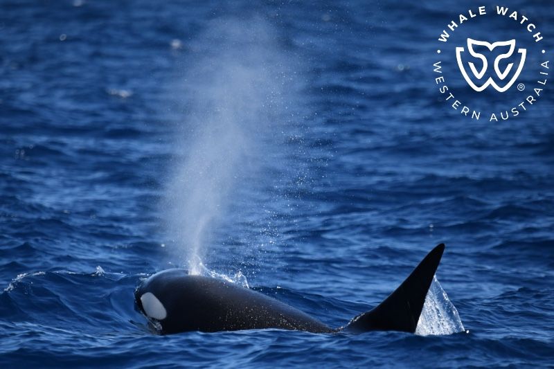 Whale Watch Western Australia