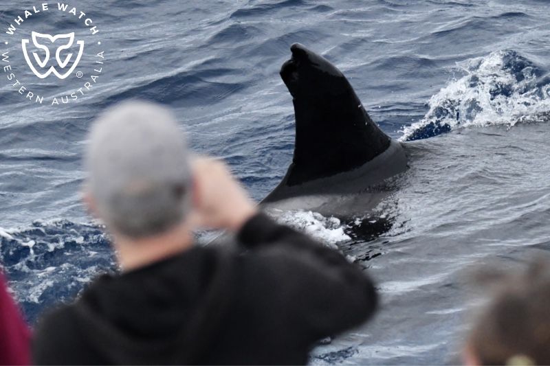 Whale Watch Western Australia