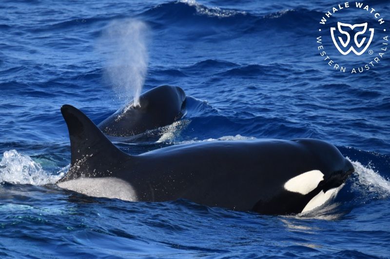 Whale Watch Western Australia