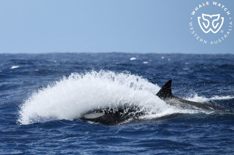 Whale Watch Western Australia