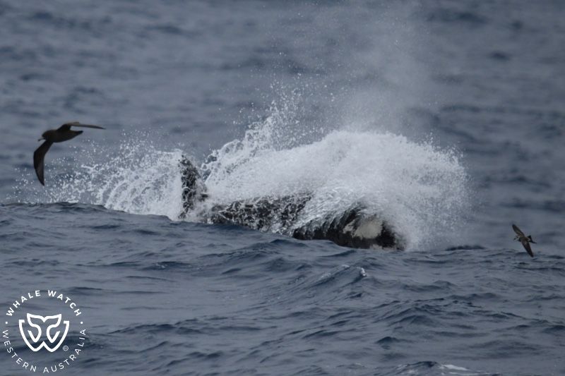 Whale Watch Western Australia