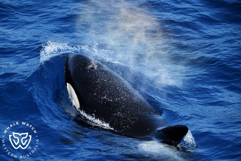 Whale Watch Western Australia