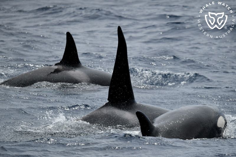 Whale Watch Western Australia