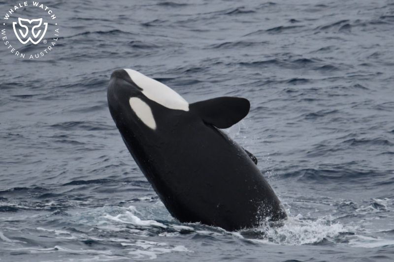 Whale Watch Western Australia