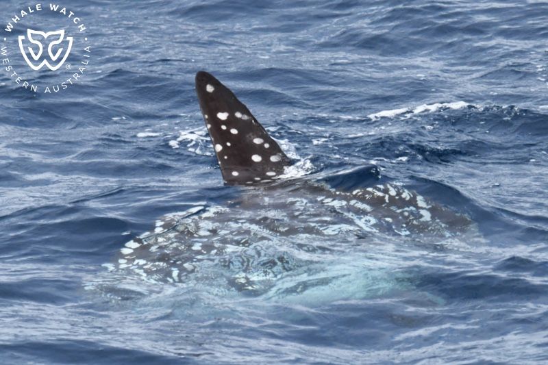 Whale Watch Western Australia