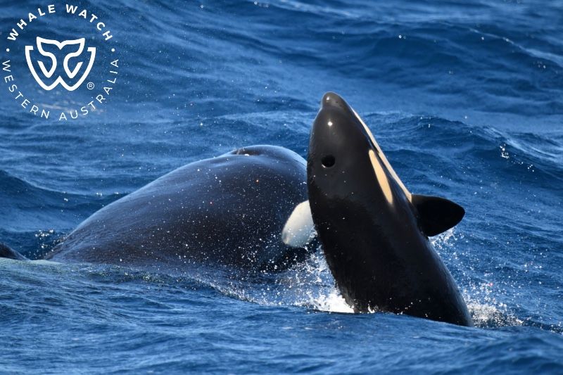 Whale Watch Western Australia