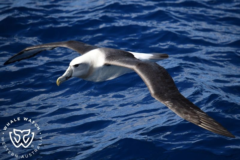 Whale Watch Western Australia