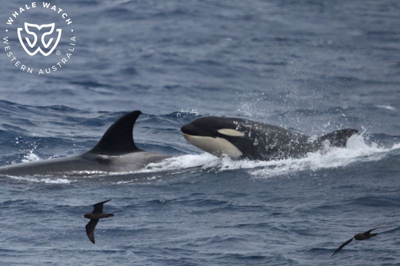 Whale Watch Western Australia