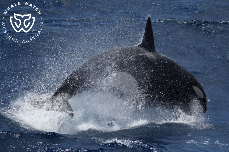 Whale Watch Western Australia