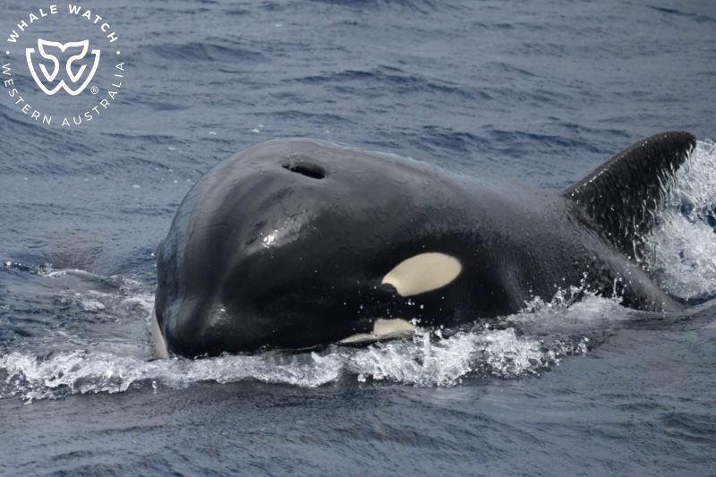 Whale Watch Western Australia
